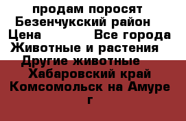 продам поросят .Безенчукский район  › Цена ­ 2 500 - Все города Животные и растения » Другие животные   . Хабаровский край,Комсомольск-на-Амуре г.